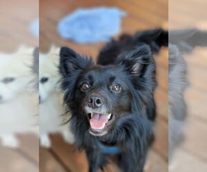 Pogo - Male Pomsky Dog for Adoption - Photo #12