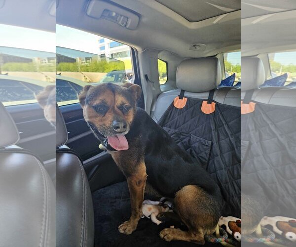 Medium Photo #11 Rottweiler-Unknown Mix Puppy For Sale in phoenix, AZ, USA