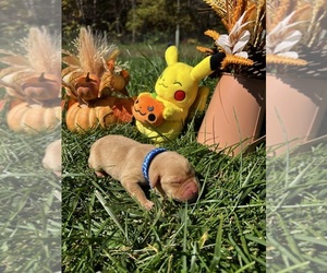 Labrador Retriever Puppy for Sale in NEOLA, West Virginia USA
