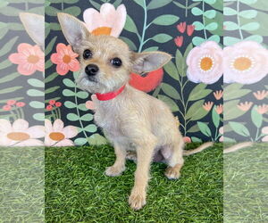 Mutt Dogs for adoption in Corona, CA, USA