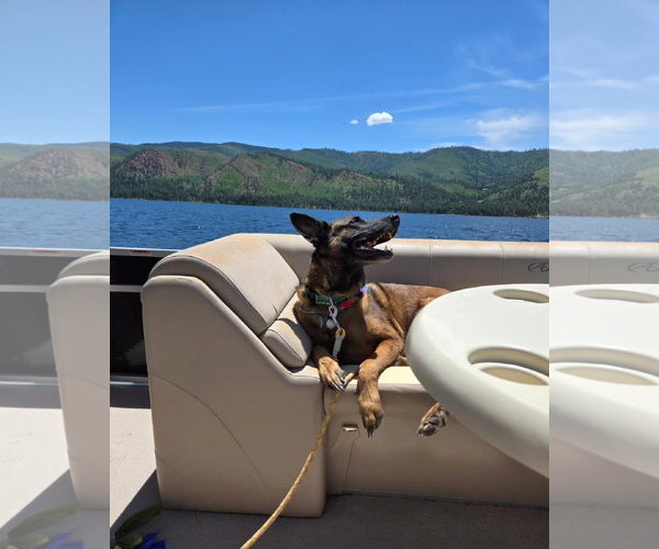 Medium Photo #2 Mutt Puppy For Sale in Fort Collins, CO, USA