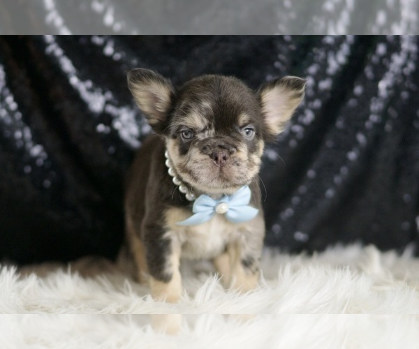 Medium Photo #111 French Bulldog Puppy For Sale in WARSAW, IN, USA
