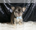 Small Photo #111 French Bulldog Puppy For Sale in WARSAW, IN, USA
