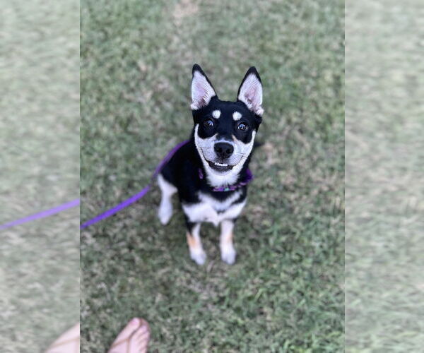 Medium Photo #7 Huskies -Unknown Mix Puppy For Sale in Lillian, TX, USA