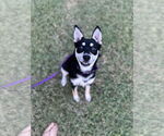 Small #6 Huskies  Mix