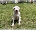 Small American Bulldog-Dogo Argentino Mix