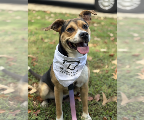 Medium Photo #3 Mutt Puppy For Sale in Boston, MA, USA