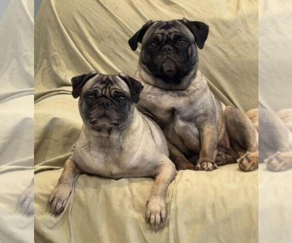 Medium Photo #4 Pug Puppy For Sale in Lakewood, CO, USA