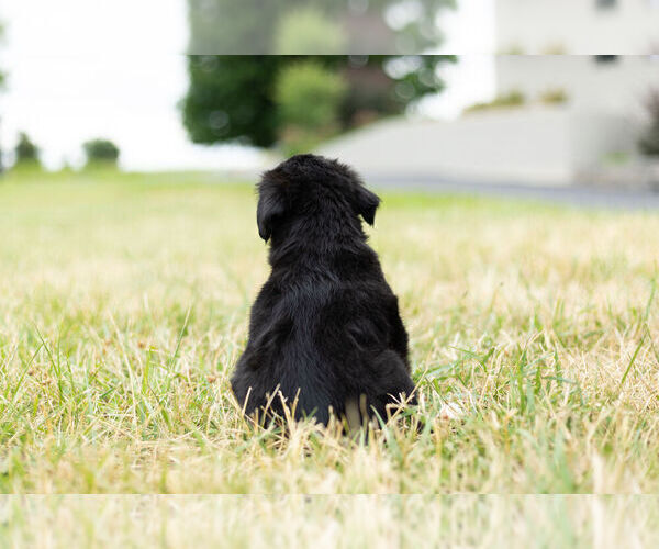 Medium Photo #7 Miniature Australian Shepherd Puppy For Sale in WARSAW, IN, USA