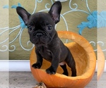 Small Photo #1 French Bulldog Puppy For Sale in ROYAL PALM BEACH, FL, USA