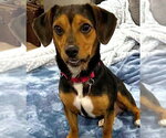 Small #6 Beagle Mix