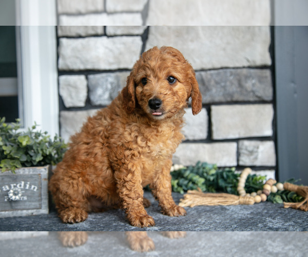 Medium Photo #3 Goldendoodle (Miniature) Puppy For Sale in HOLMESVILLE, OH, USA