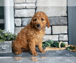 Small Photo #7 Goldendoodle (Miniature) Puppy For Sale in HOLMESVILLE, OH, USA