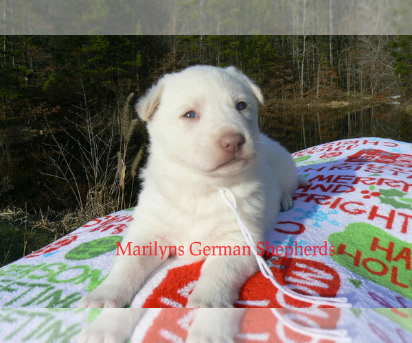 Medium Photo #3 German Shepherd Dog Puppy For Sale in PIEDMONT, MO, USA