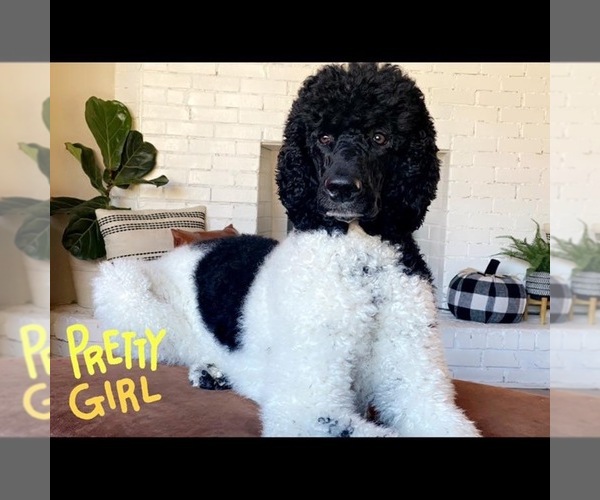 Medium Photo #1 Bernedoodle Puppy For Sale in GRANTS PASS, OR, USA