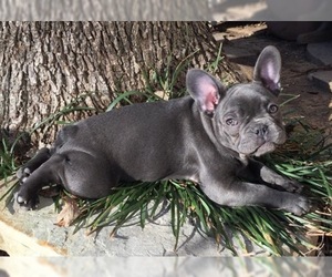 Mother of the French Bulldog puppies born on 07/31/2019