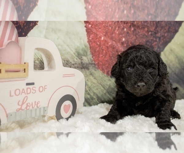 Medium Photo #6 Bernedoodle (Miniature) Puppy For Sale in UNIONVILLE, IA, USA