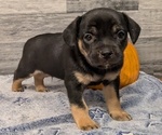 Puppy Ethan Aussiedoodle Miniature -French Bulldog Mix