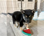 Small #1 Siberian Husky Mix