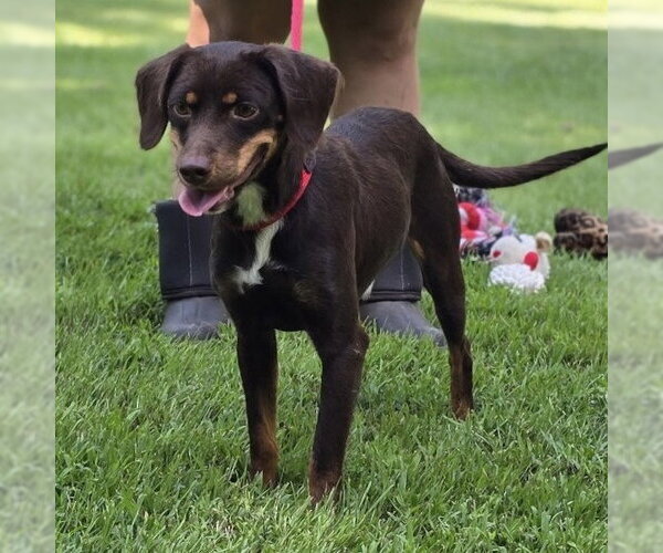 Medium Photo #4 Dachshund Puppy For Sale in Yardley, PA, USA