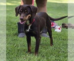 Small Photo #4 Dachshund Puppy For Sale in Yardley, PA, USA