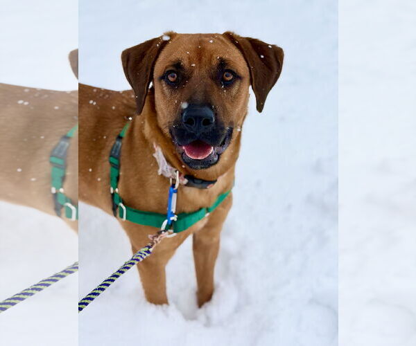 Medium Photo #4 Mutt Puppy For Sale in West Cornwall, CT, USA