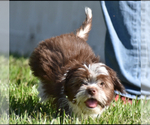 Small #3 Auss-Tzu