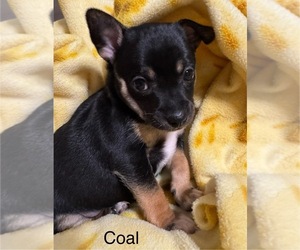 Rat Terrier Puppy for sale in WHITAKERS, NC, USA