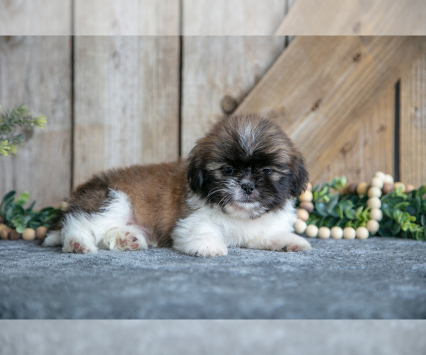Medium Photo #12 Shih Tzu Puppy For Sale in GREENWICH, OH, USA