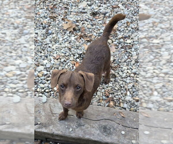 Medium Photo #2 Mutt Puppy For Sale in Woodsfield, OH, USA