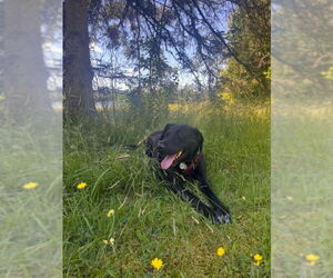Labrador Retriever-Unknown Mix Dogs for adoption in East Derry, NH, USA