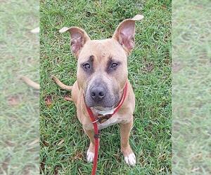 Mutt Dogs for adoption in Fort Lauderdale, FL, USA