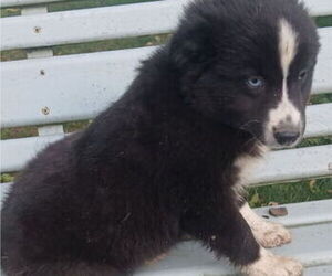 Miniature Australian Shepherd Puppy for sale in MILTON, WI, USA