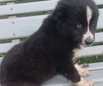 Small Miniature Australian Shepherd