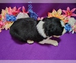 Small Photo #13 Border Collie Puppy For Sale in NORBORNE, MO, USA
