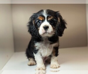 Cavalier King Charles Spaniel Puppy for sale in CLARK, MO, USA