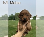 Small #12 Goldendoodle (Miniature)