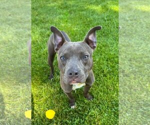 American Pit Bull Terrier-Chihuahua Mix Dogs for adoption in Sandy, UT, USA