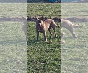 GOOSE - Female Mutt Dog for Adoption - Photo #4