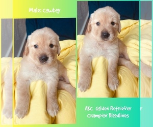 Golden Retriever Puppy for sale in SUGAR LAND, TX, USA