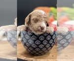 Small #5 Golden Cavadoodle