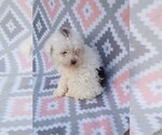 Small Photo #4 Poodle (Miniature) Puppy For Sale in DUNNVILLE, KY, USA
