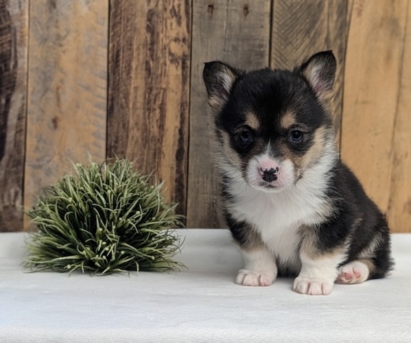 Medium Photo #2 Pembroke Welsh Corgi Puppy For Sale in GOSHEN, IN, USA