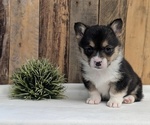 Small Photo #23 Pembroke Welsh Corgi Puppy For Sale in GOSHEN, IN, USA