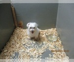 Small Photo #7 Maltese Puppy For Sale in CARROLLTON, GA, USA
