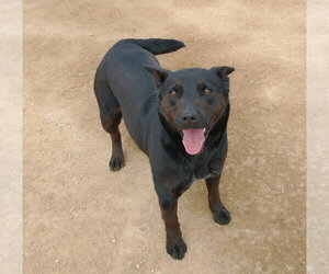Love - Female Labrador Retriever Dog for Adoption - Photo #6