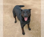 Small Photo #6 Labrador Retriever Puppy For Sale in Apple Valley, CA, USA