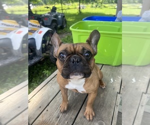 French Bulldog Puppy for sale in GILMAN, WI, USA