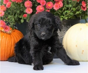 Newfypoo Puppy for sale in FREDERICKSBG, OH, USA