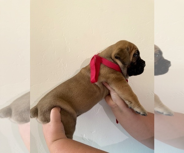Medium Photo #22 Boerboel Puppy For Sale in COMMERCE, TX, USA